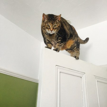 Cat standing on a door