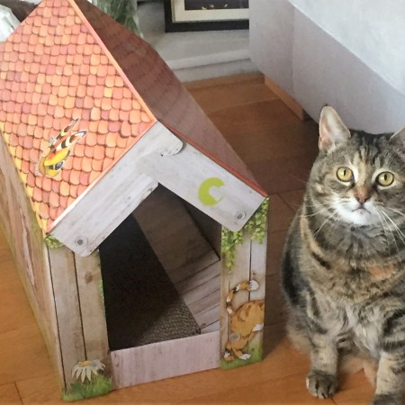 Cookie the cat beside her box